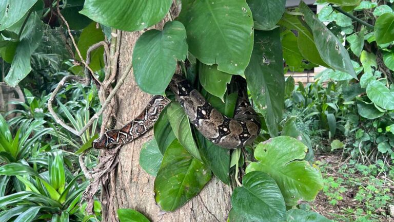 Boa Constrictor in a tree