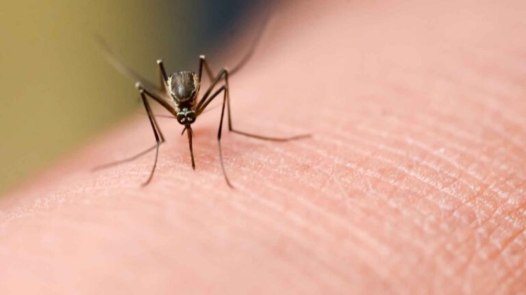 Mosquito on skin