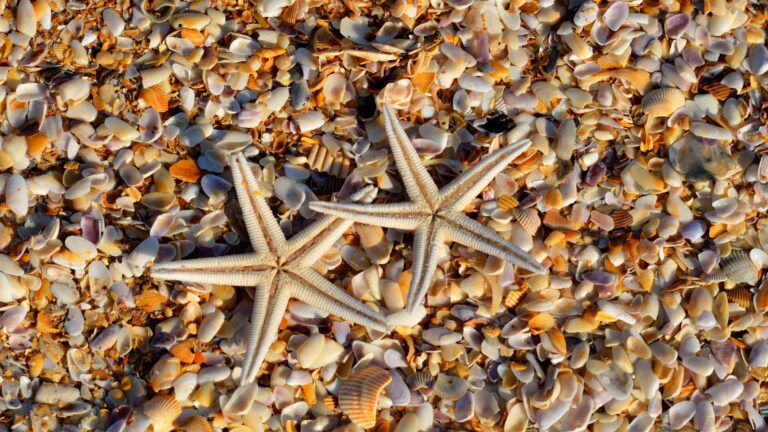 Starfish and shells