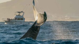 Whales in Guanacaste