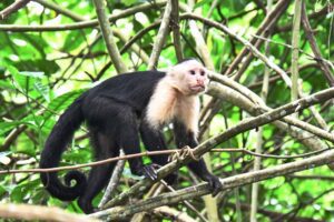 White faced monkey in Guanacaste