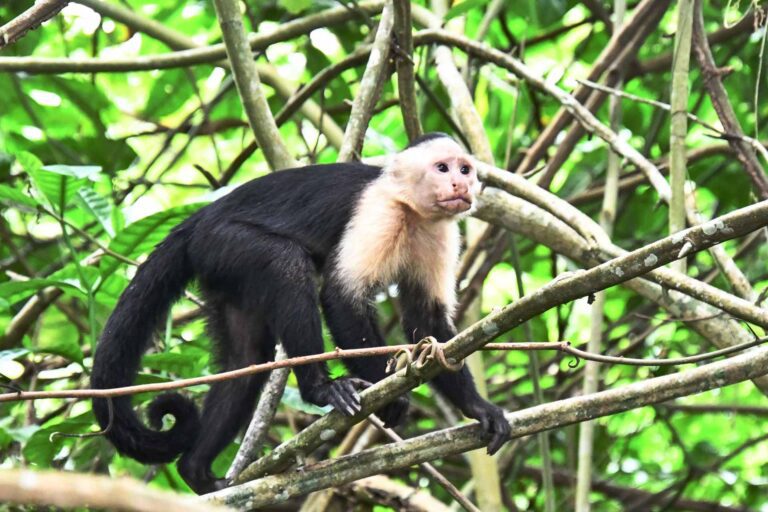 White faced monkey in Guanacaste