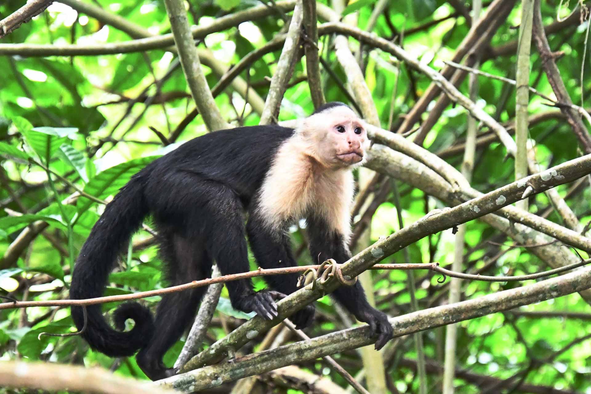 White faced monkey in Guanacaste