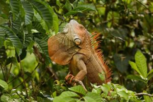 Iguana preening in Costa Rica
