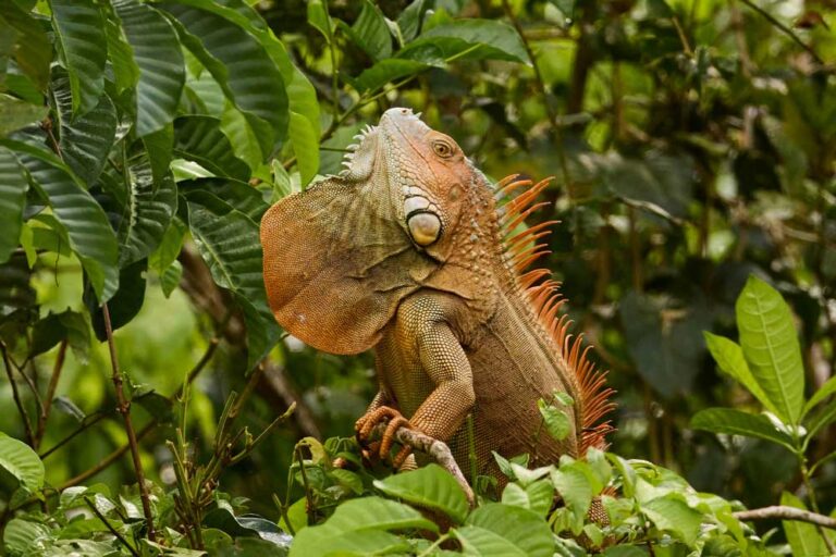 Iguana preening in Costa Rica