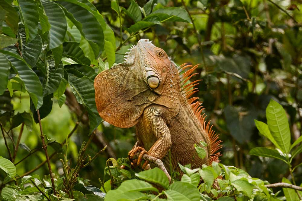 Iguana preening in Costa Rica