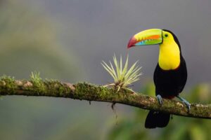 Toucan on a branch