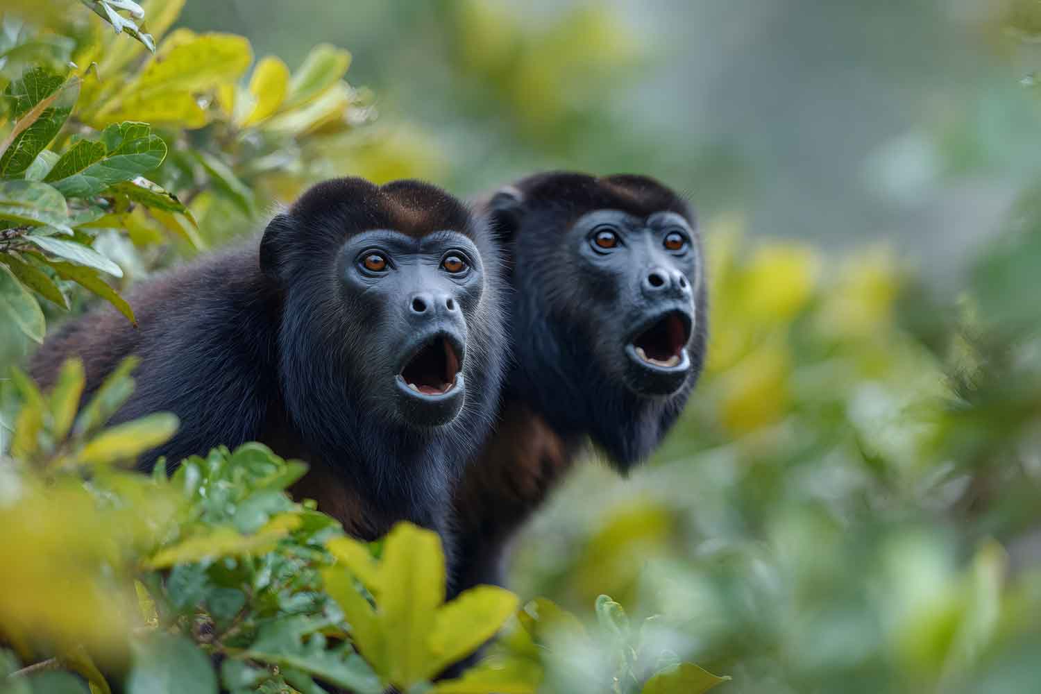 Howler Monkeys